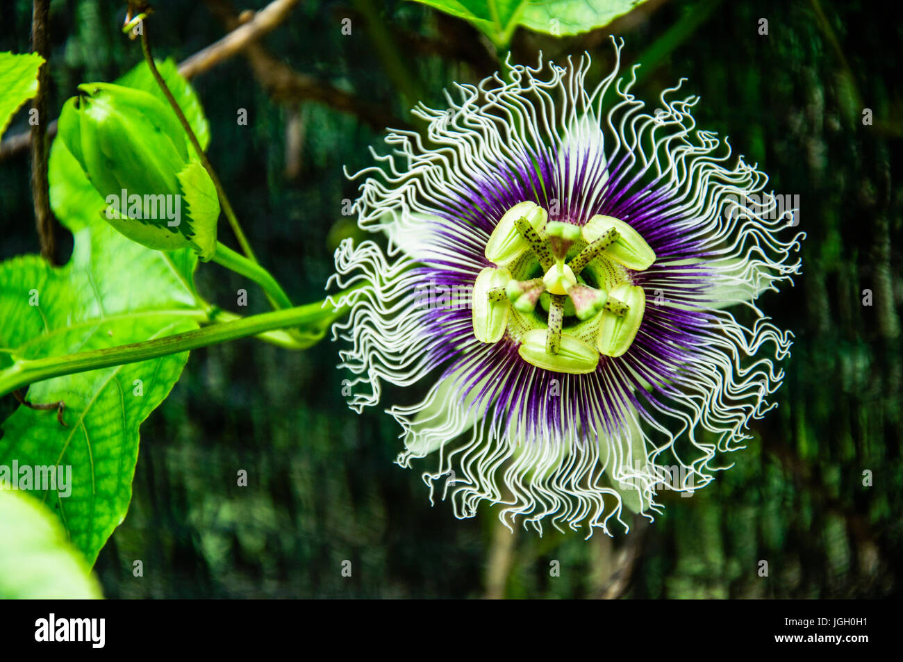 Il frutto della passione flower closeup Foto Stock