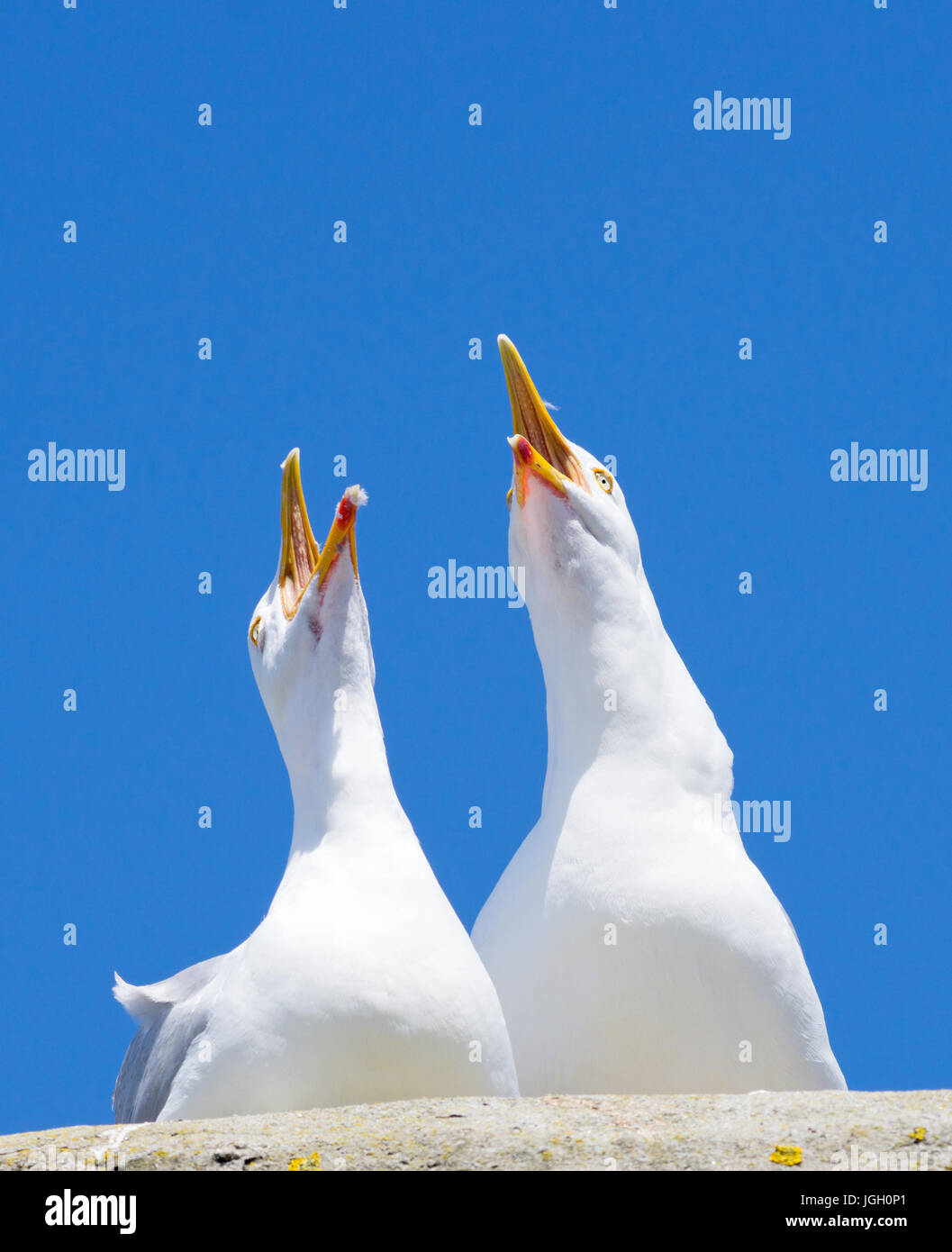 Due Gabbiani Uccelli squawking rumorosamente con big blue sky. Foto Stock