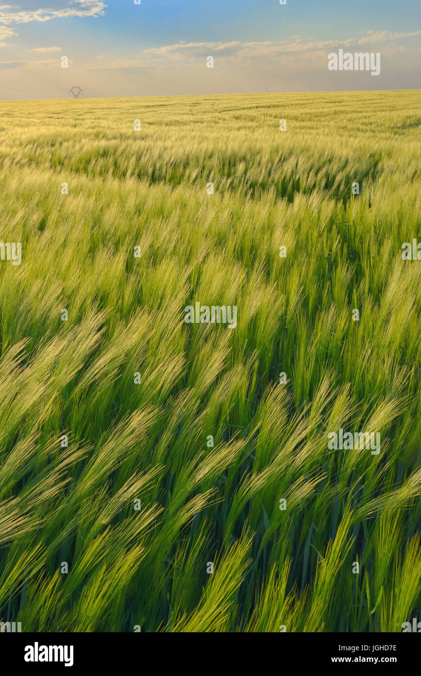 Bellissimo tramonto sul verde del campo di segale Foto Stock