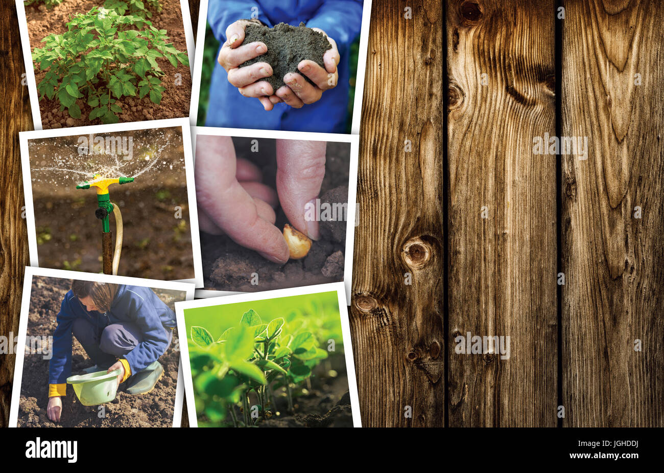 Lavorare in un orto, photo collage su sfondo di legno come spazio di copia Foto Stock