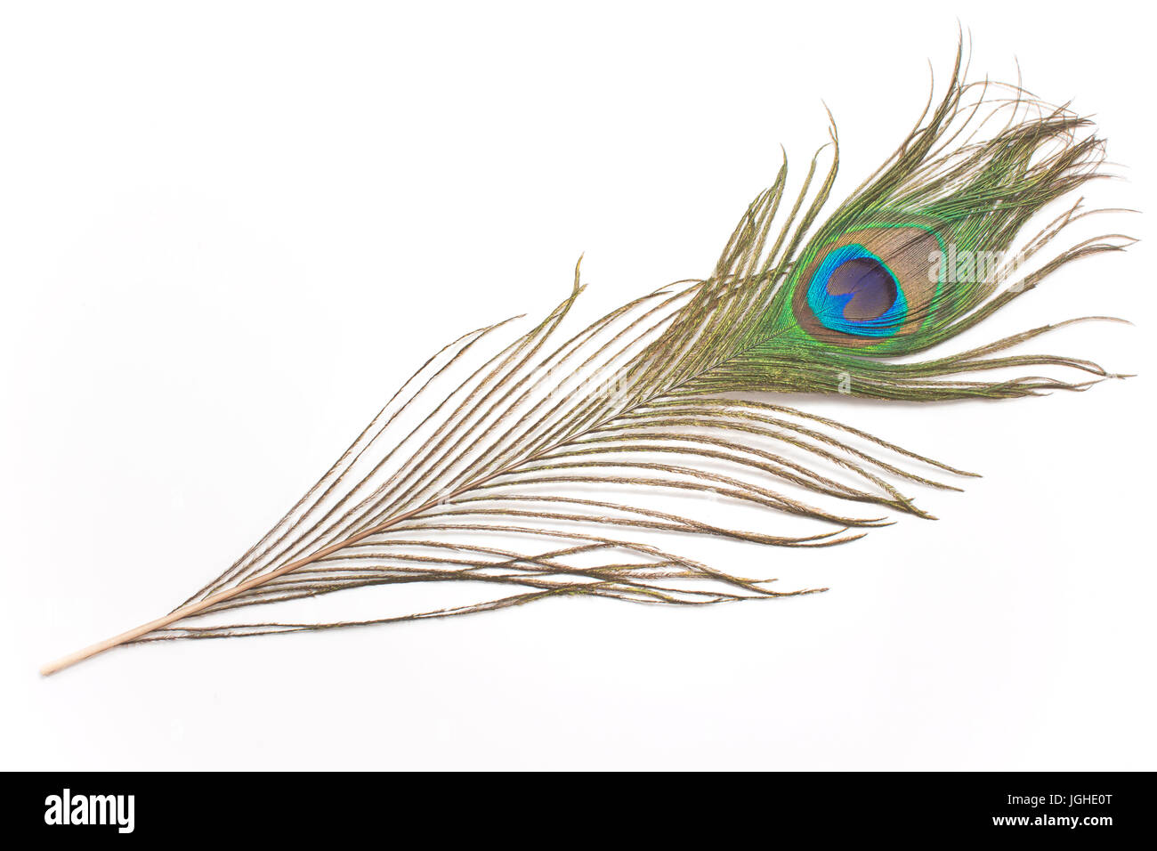 Peacock feather isolato su bianco Foto Stock