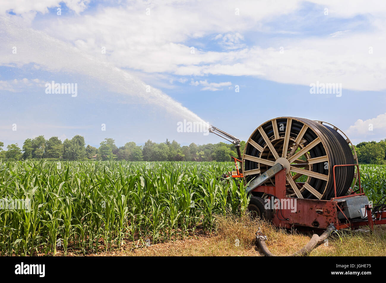 Attrezzatura agricola. Attrezzature per pompare acqua sul campo di grano.soffione di erogazione dell'acqua Foto Stock
