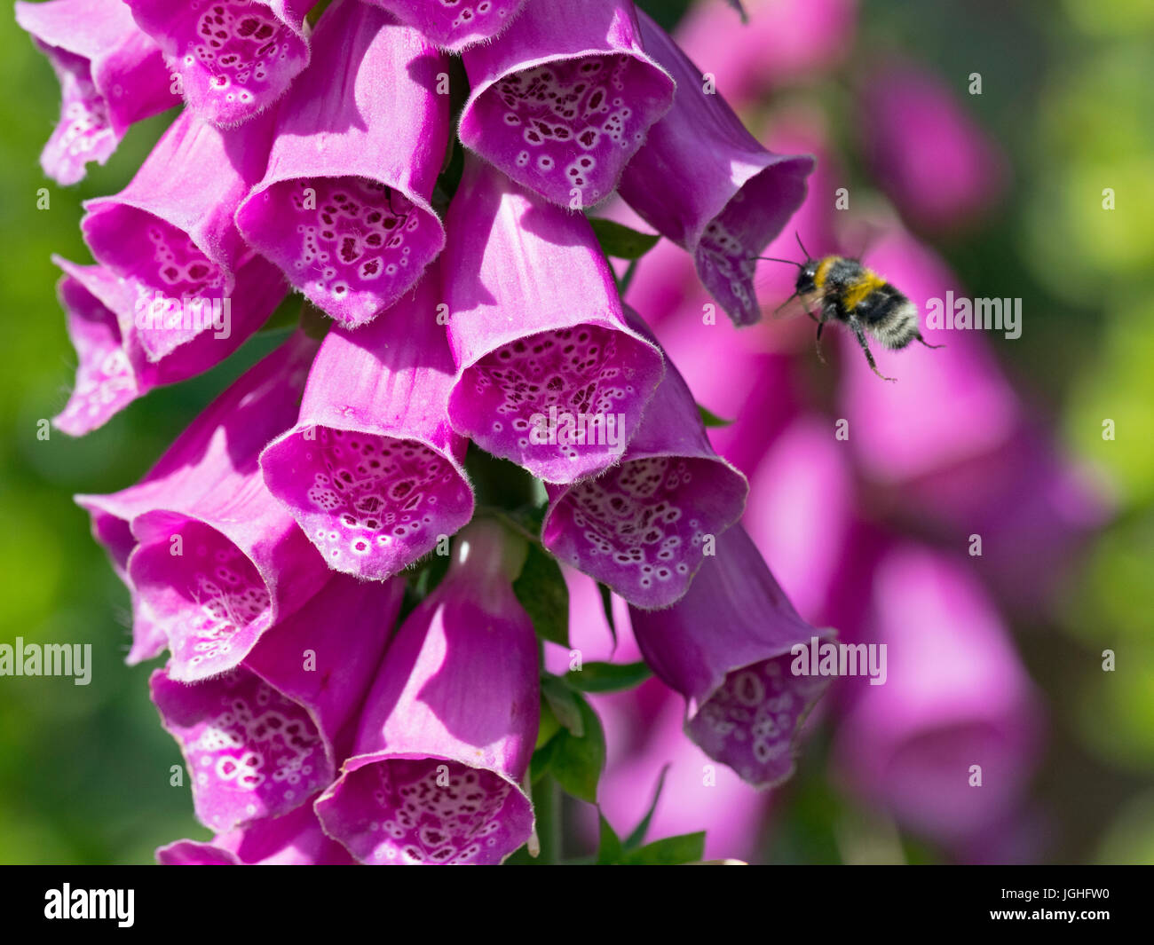Foxglove Digitalis purpurea e Bumble Bee Foto Stock