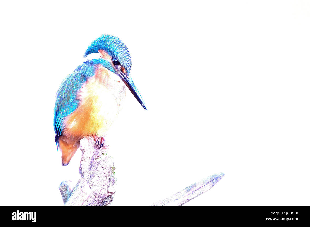 Common Kingfisher (Alcedo atthys) Comune-ranger, unione-ranger, spigola, Alcedo atthis (Martin-pêcheur) Foto Stock