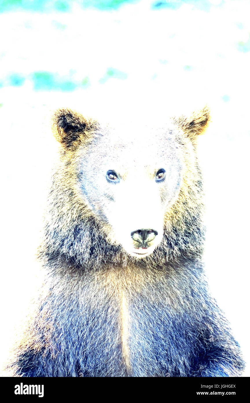 Unione l'orso bruno (Ursus arctos) - Ritratto di orso bruno europeo di orso bruno Ursus arctos (la nostra brun) Foto Stock