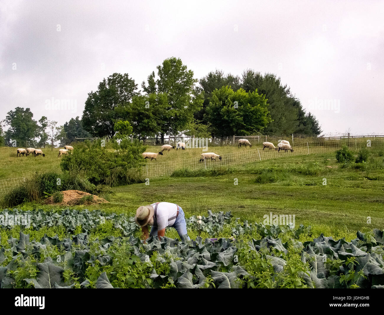 Vecchio contadino maschio, piegato oltre la raccolta di verdi, pecore pascolano sulla collina Foto Stock