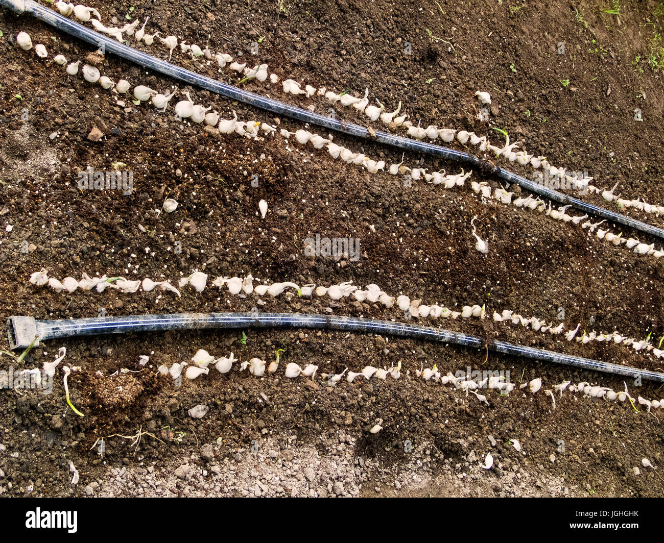 Predisposizione per impianto di bulbi di aglio in righe, tubi flessibili di irrigazione Foto Stock