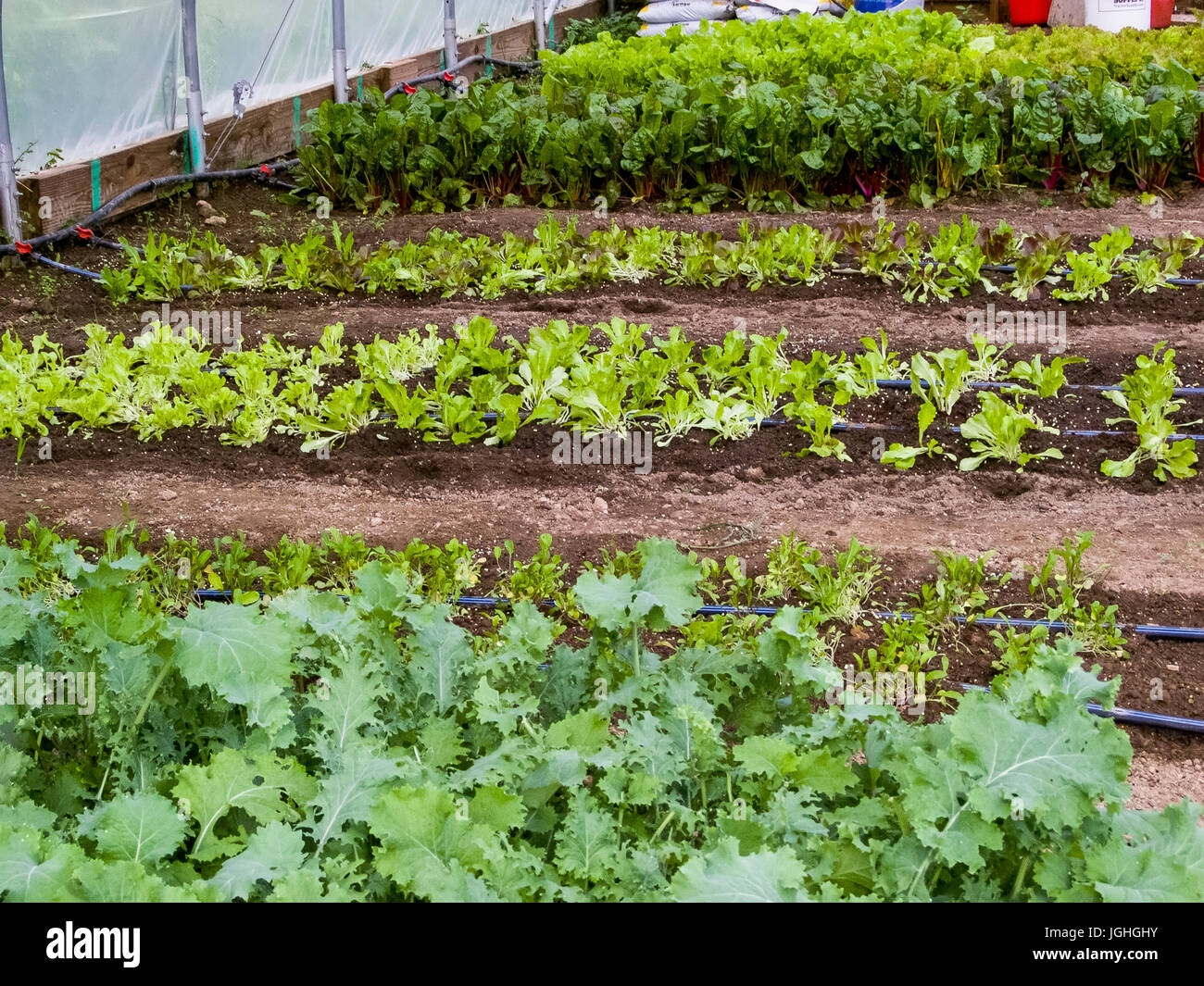Hoop house il giardinaggio, verdi, i tubi flessibili di irrigazione Foto Stock