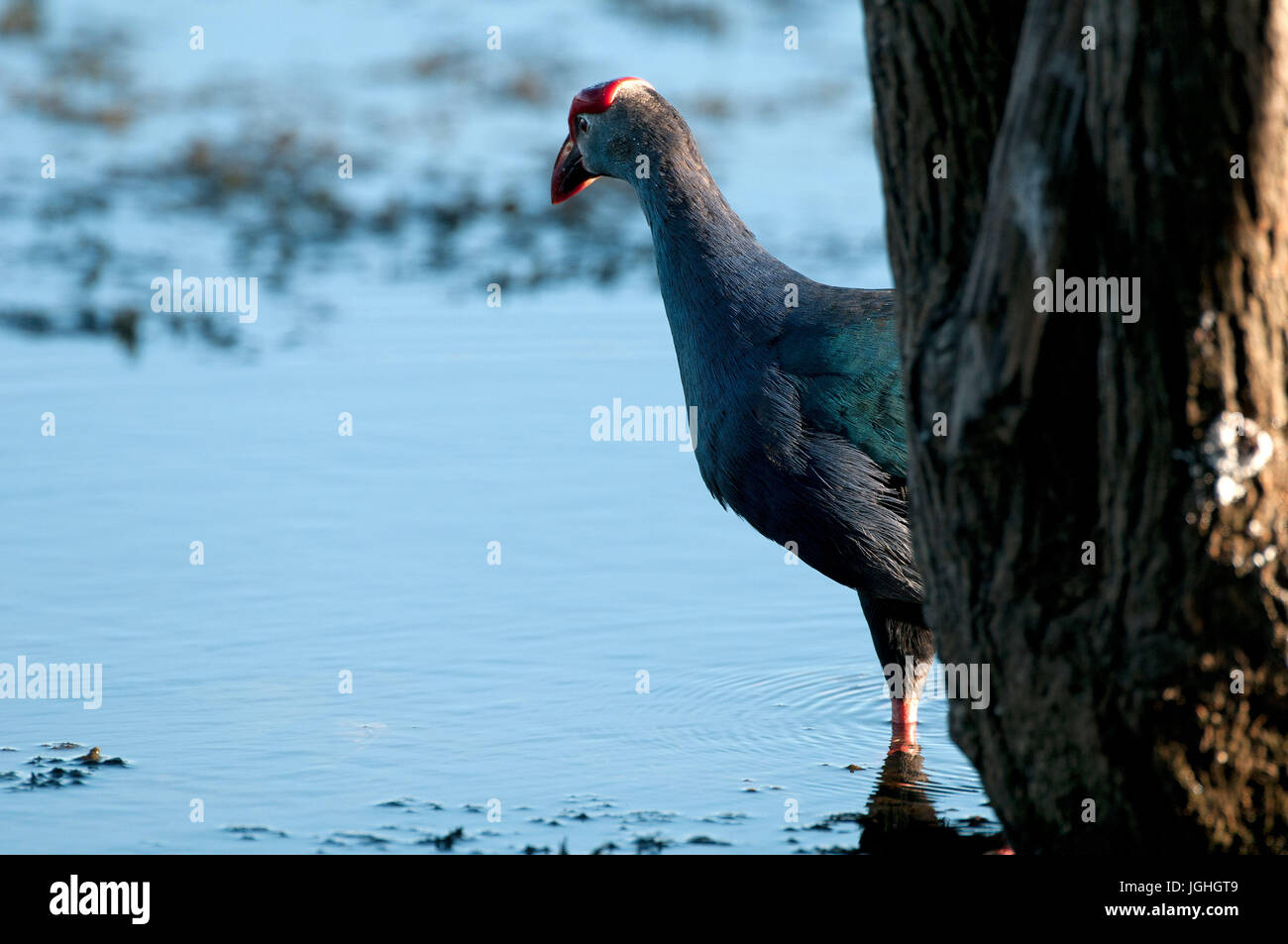 Purple Swamphen (Porphyrio porphyrio poliocephalus), Tailandia // Talève sultane - Poule sultane gru comune, pollo sultano, Porphyrio porphyrio p Foto Stock