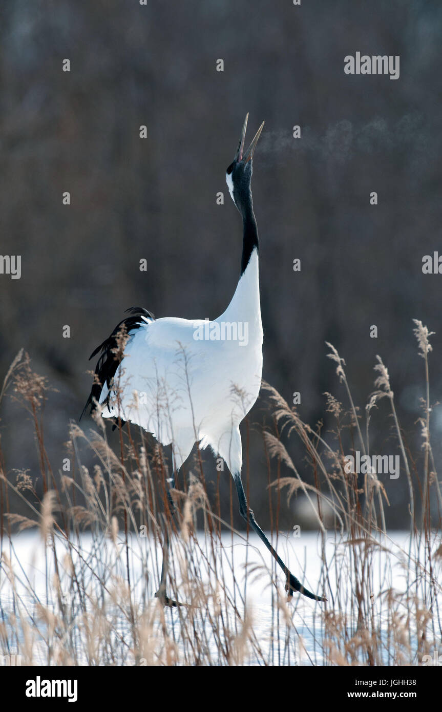Gru giapponese, rosso-Crowned Crane, cantando in amore stagione (Grus japonensis), Giappone Manciuria Gru Gru giapponese, Grus japonensis (Grue du Japon) 20 Foto Stock