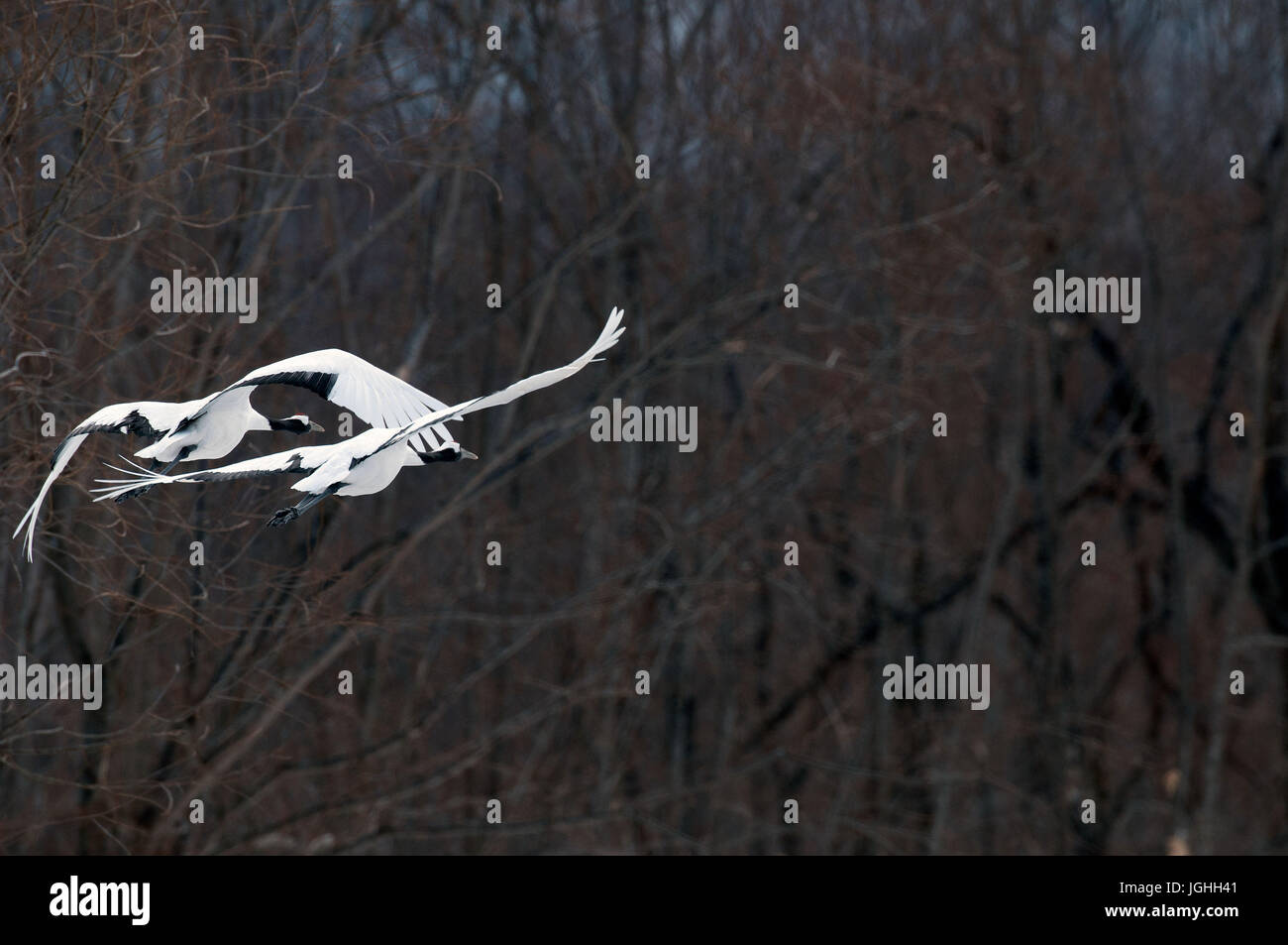 Gru giapponese, rosso-crowned crane (Grus japonensis), giovane battenti, Giappone Manciuria Gru Gru giapponese, Grus japonensis (Grue du Japon) 2017 Foto Stock