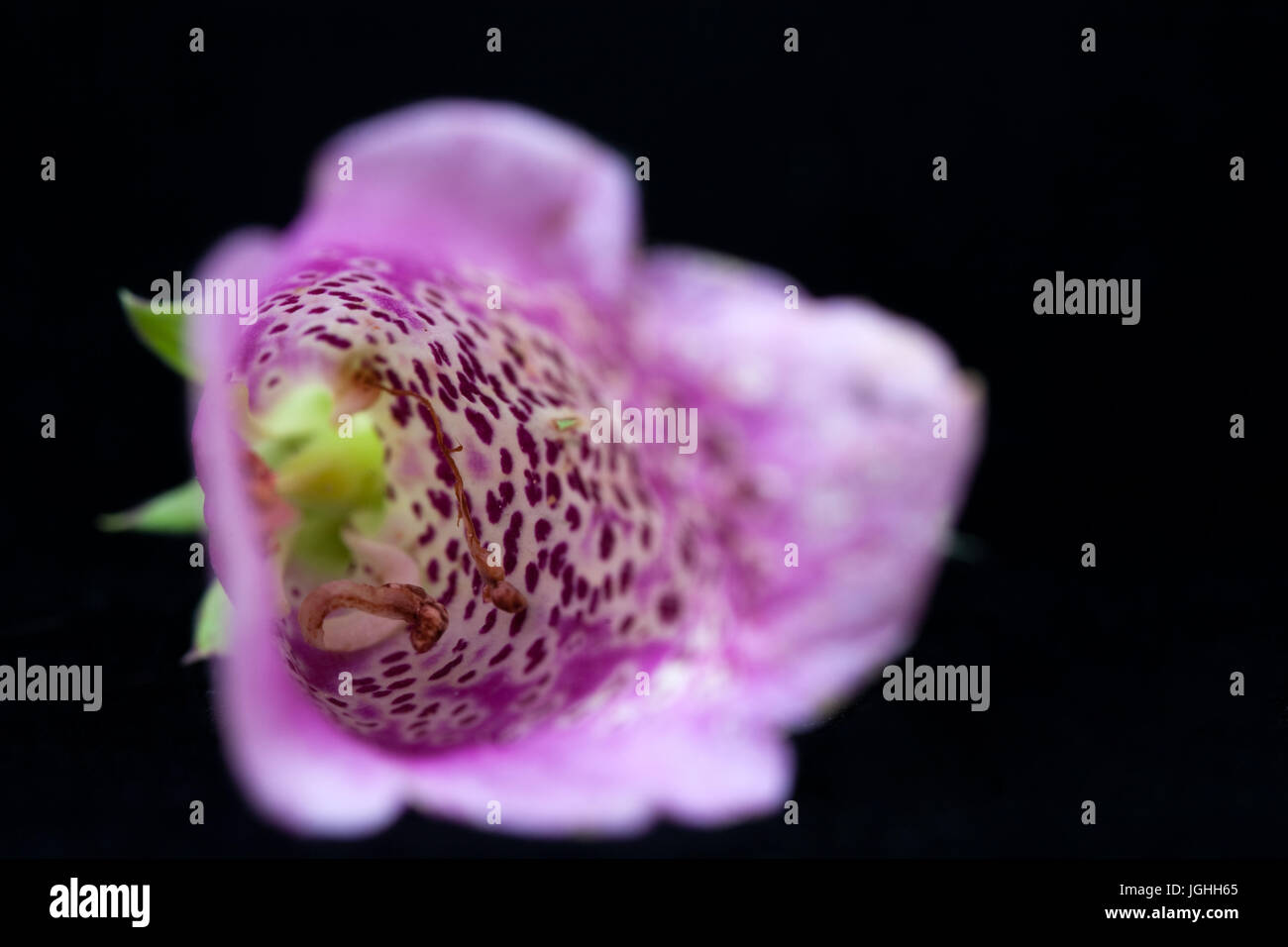 Vicino allo studio di un fiore Foxglove Foto Stock