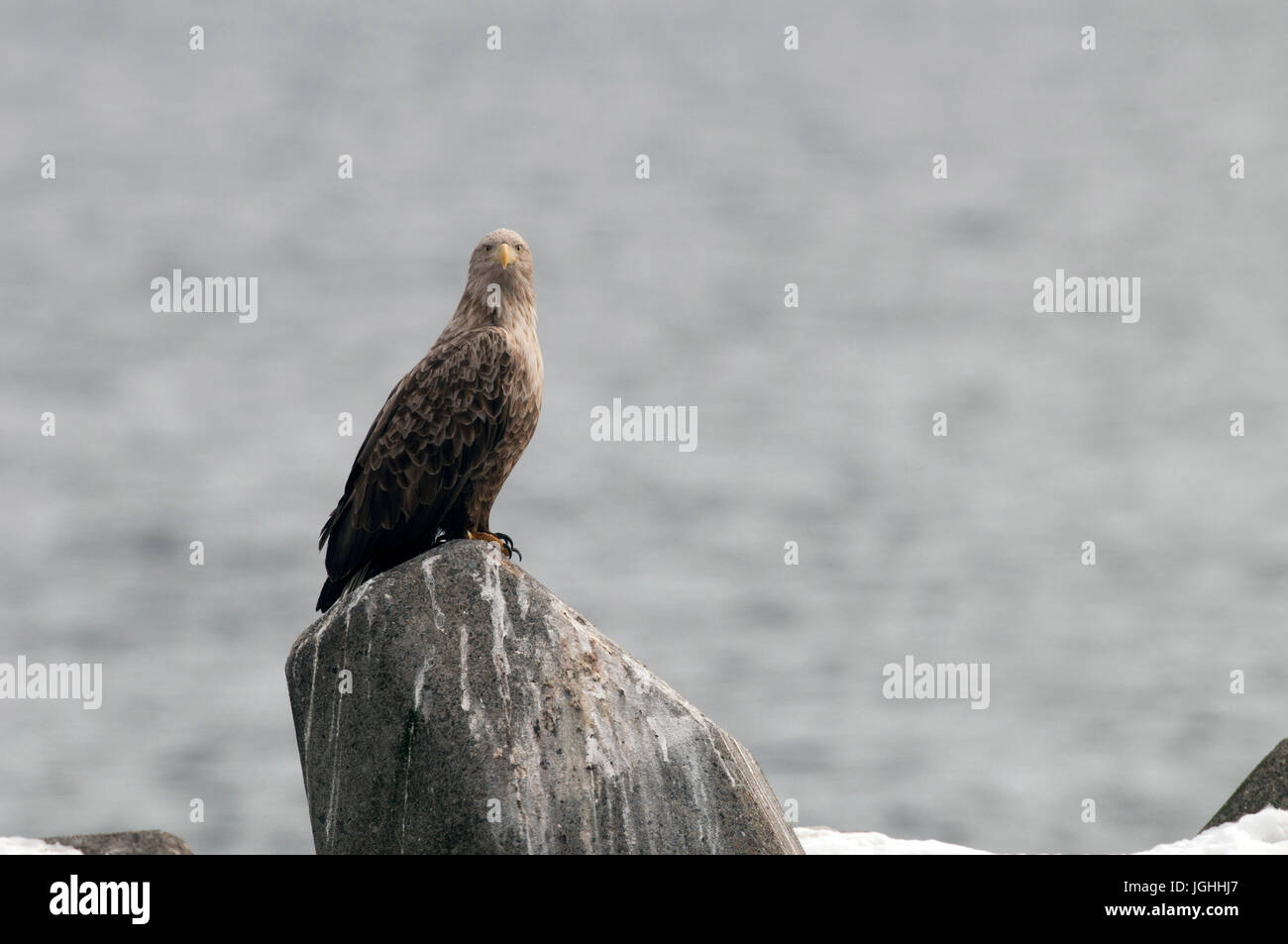 White-tailed Sea-eagle (Haliaeetus albicilla), Giappone Mare-eagle, bianco-tailed, Haliaeetus albicilla, (Pygargue à queue blanche) Giappone, 2017 Foto Stock