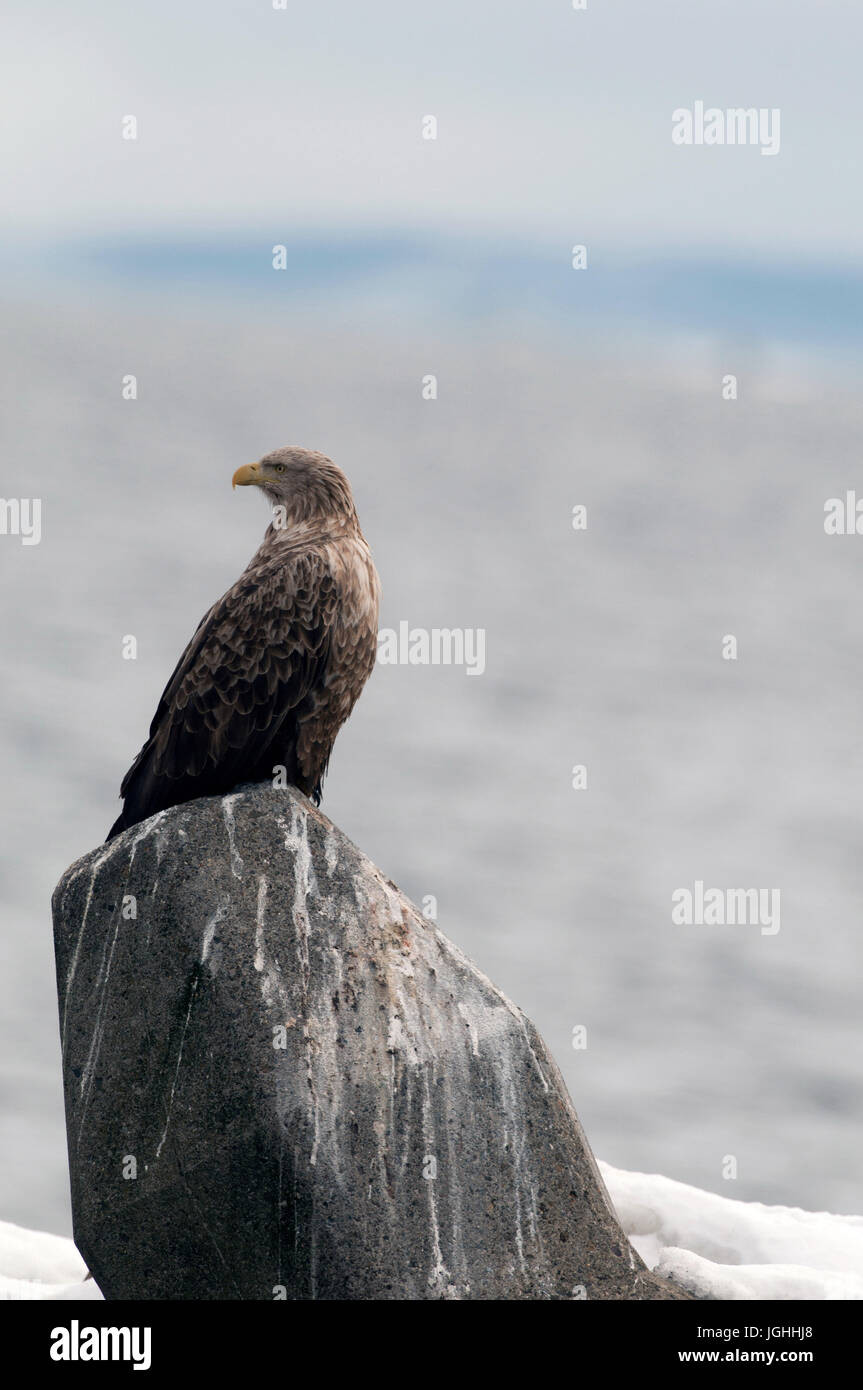 White-tailed Sea-eagle (Haliaeetus albicilla), Giappone Mare-eagle, bianco-tailed, Haliaeetus albicilla, (Pygargue à queue blanche) Giappone, 2017 Foto Stock