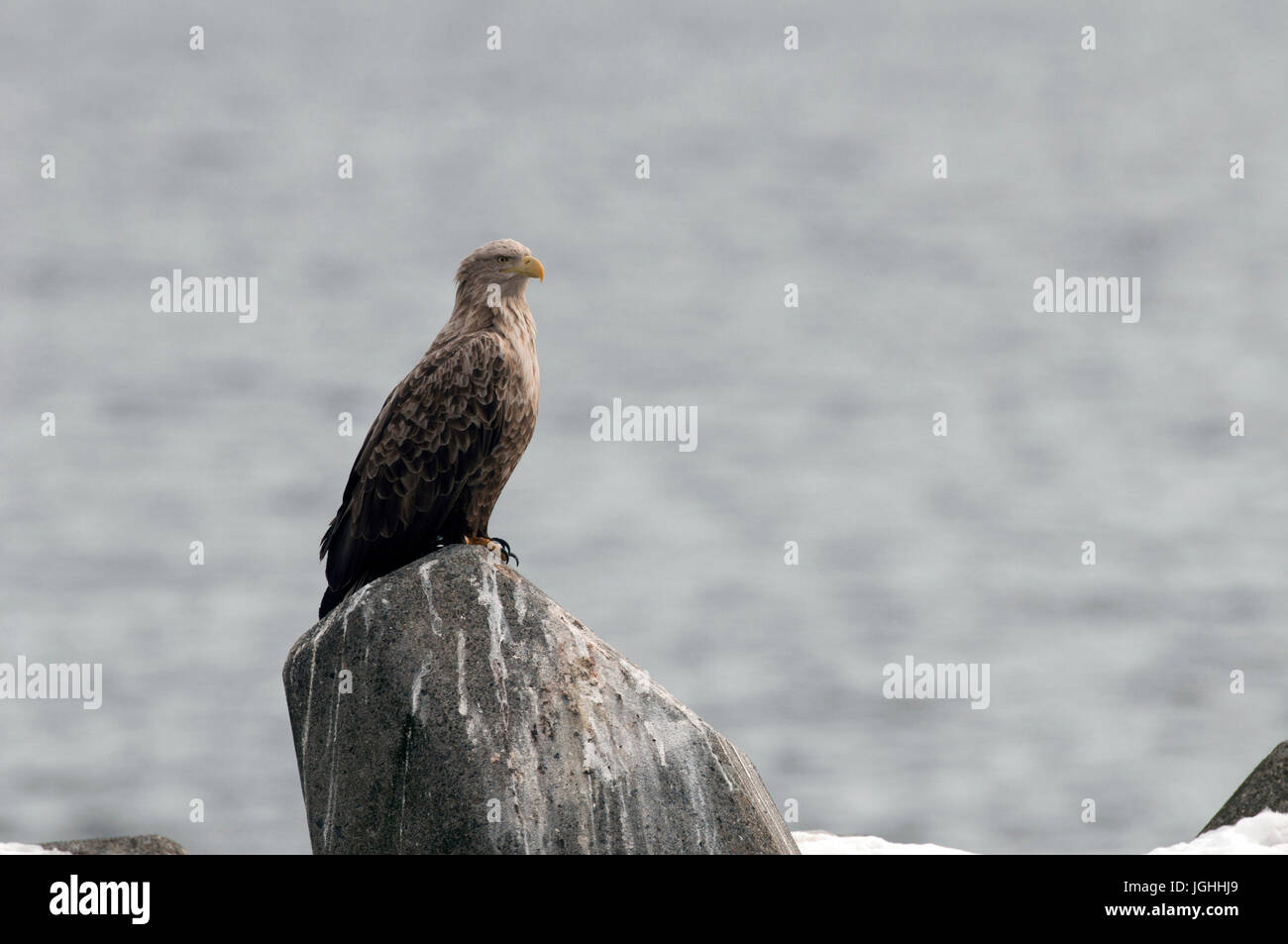 White-tailed Sea-eagle (Haliaeetus albicilla), Giappone Mare-eagle, bianco-tailed, Haliaeetus albicilla, (Pygargue à queue blanche) Giappone, 2017 Foto Stock