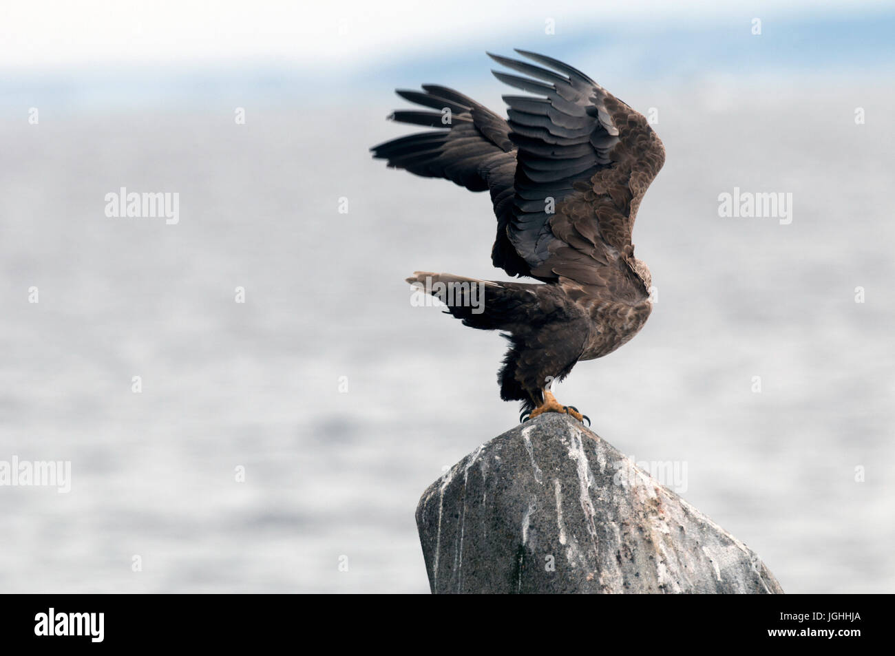 White-tailed Sea-eagle take-off (Haliaeetus albicilla), Giappone Mare-eagle, bianco-tailed, Haliaeetus albicilla, (Pygargue à queue blanche) Giappone, 2017 Foto Stock