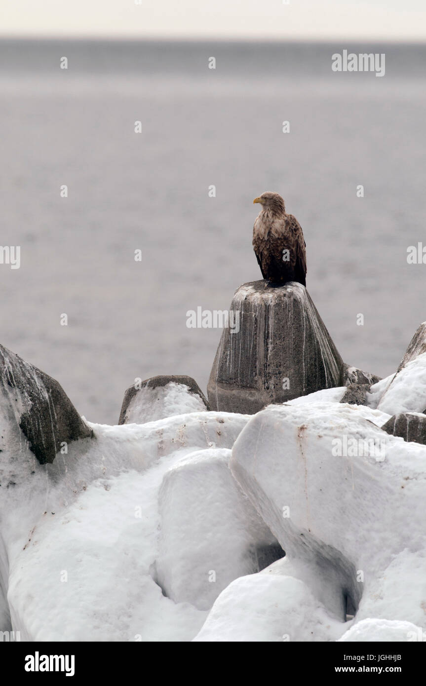 White-tailed Sea-eagle (Haliaeetus albicilla), Giappone Mare-eagle, bianco-tailed, Haliaeetus albicilla, (Pygargue à queue blanche) Giappone, 2017 Foto Stock