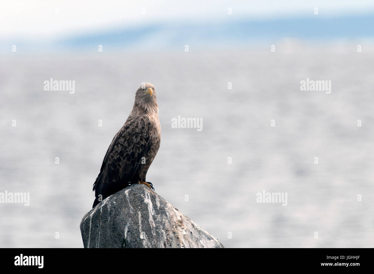 White-tailed Sea-eagle (Haliaeetus albicilla), Giappone Mare-eagle, bianco-tailed, Haliaeetus albicilla, (Pygargue à queue blanche) Giappone, 2017 Foto Stock