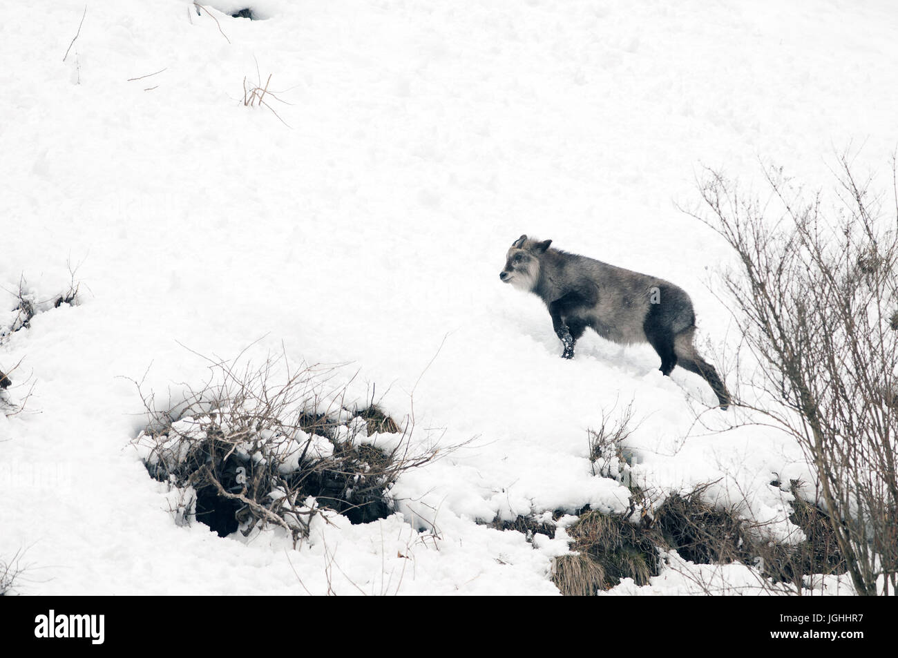 Serow giapponesi in inverno (Capricornis crispus), Giappone Giapponese serow, antelope; Giapponese capra, Capricornis crispus (Saro du Japon) 2017 Foto Stock