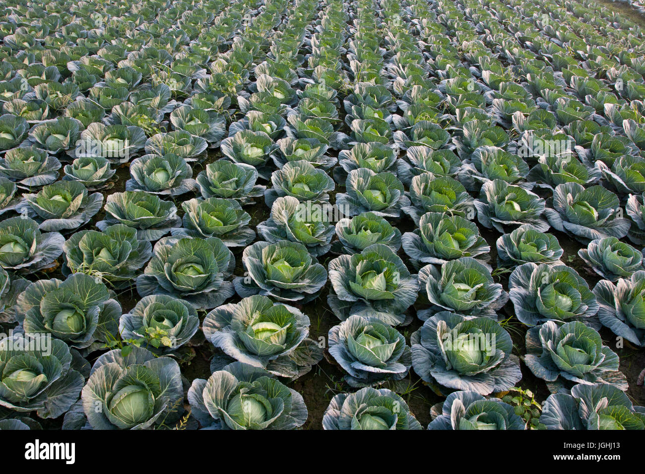 Cavoli verdi in un campo a Savar. Dacca in Bangladesh Foto Stock