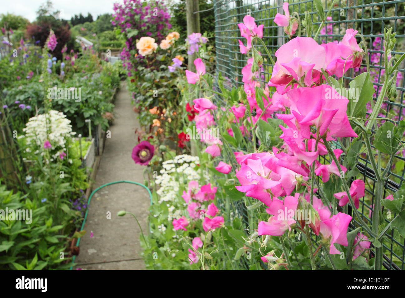 Piselli dolci salendo su un telaio in una incontaminata riparto vegetale giardino con fiori in giugno, sobborgo della città di Sheffield, in Inghilterra, Regno Unito Foto Stock