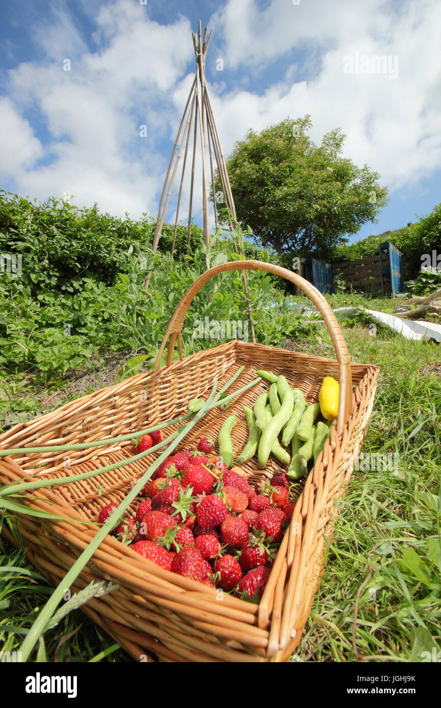 Appena raccolto raccolto estivo comprese le fragole e fave in vimini trug su un inglese un riparto giardino a Sheffield, in Inghilterra, Regno Unito Foto Stock