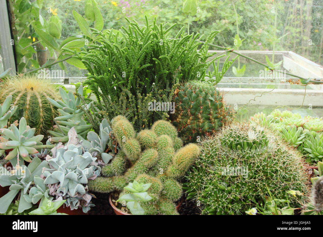 Una collezione di cactus e piante succulente che cresce su un caldo e soleggiato davanzale in una serra domestica in un giardino inglese, REGNO UNITO Foto Stock