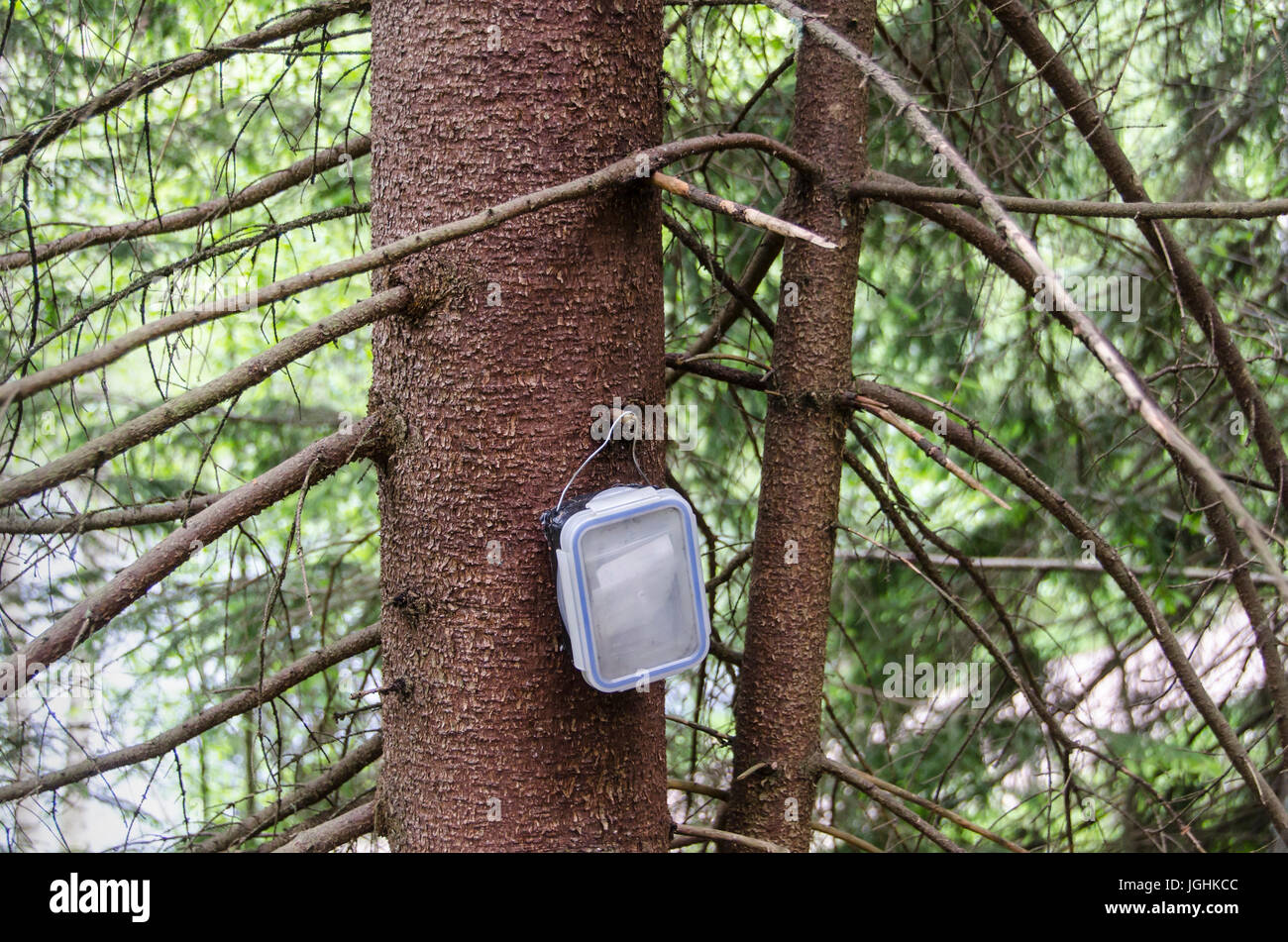 Geocaching reale box appeso a un albero, nascosto dal percorso. Foto Stock