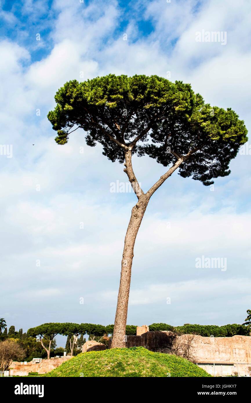 Pino domestico (Pinus pinea), Italiano struttura tipica. Roma, Provincia di Roma, Italia. 26.12.2012 Foto Stock