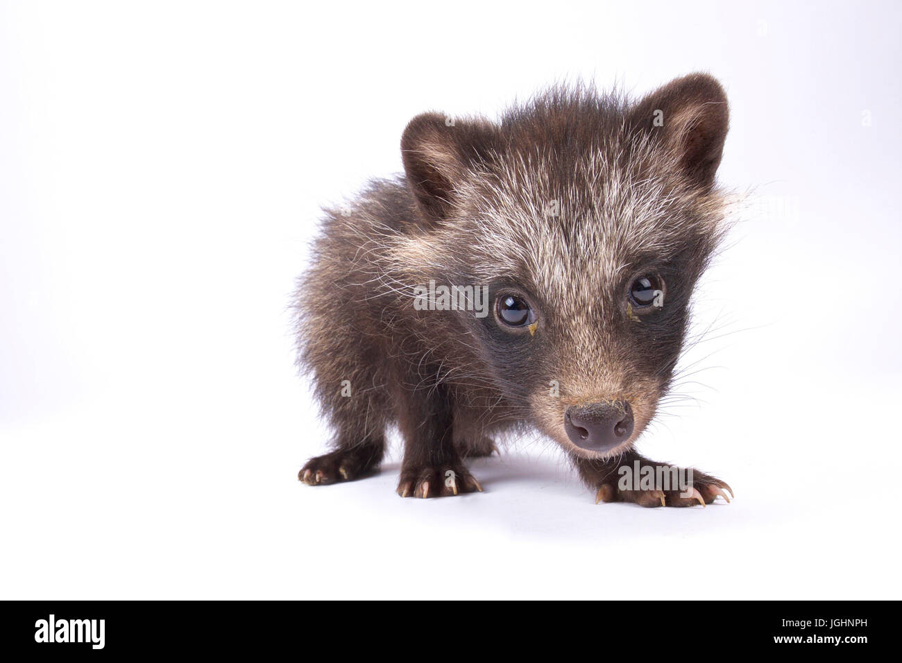 Cane procione, Nyctereutes procyonoides Foto Stock