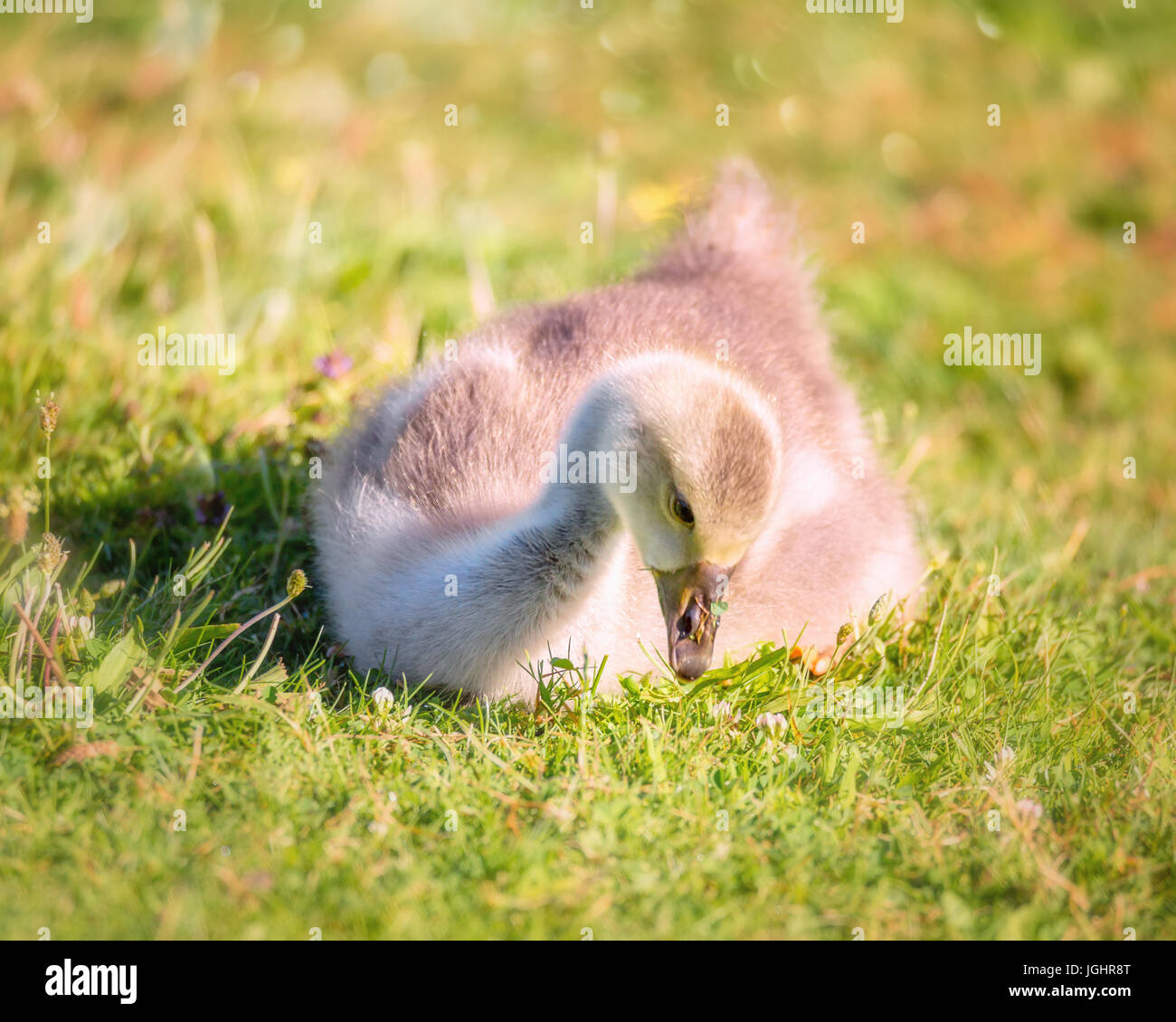 Un pulcino Gosling si siede in un campo erboso in Oregon, USA. Foto Stock