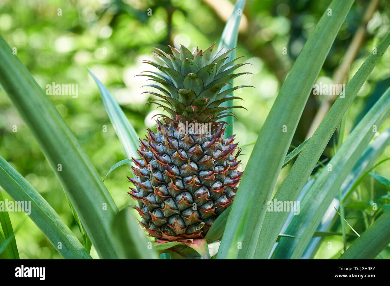 Crescente ananas sulla pianta, frutta tropicali dal Delta del Mekong,  Vietnam. Nizza bokeh sfocata Foto stock - Alamy
