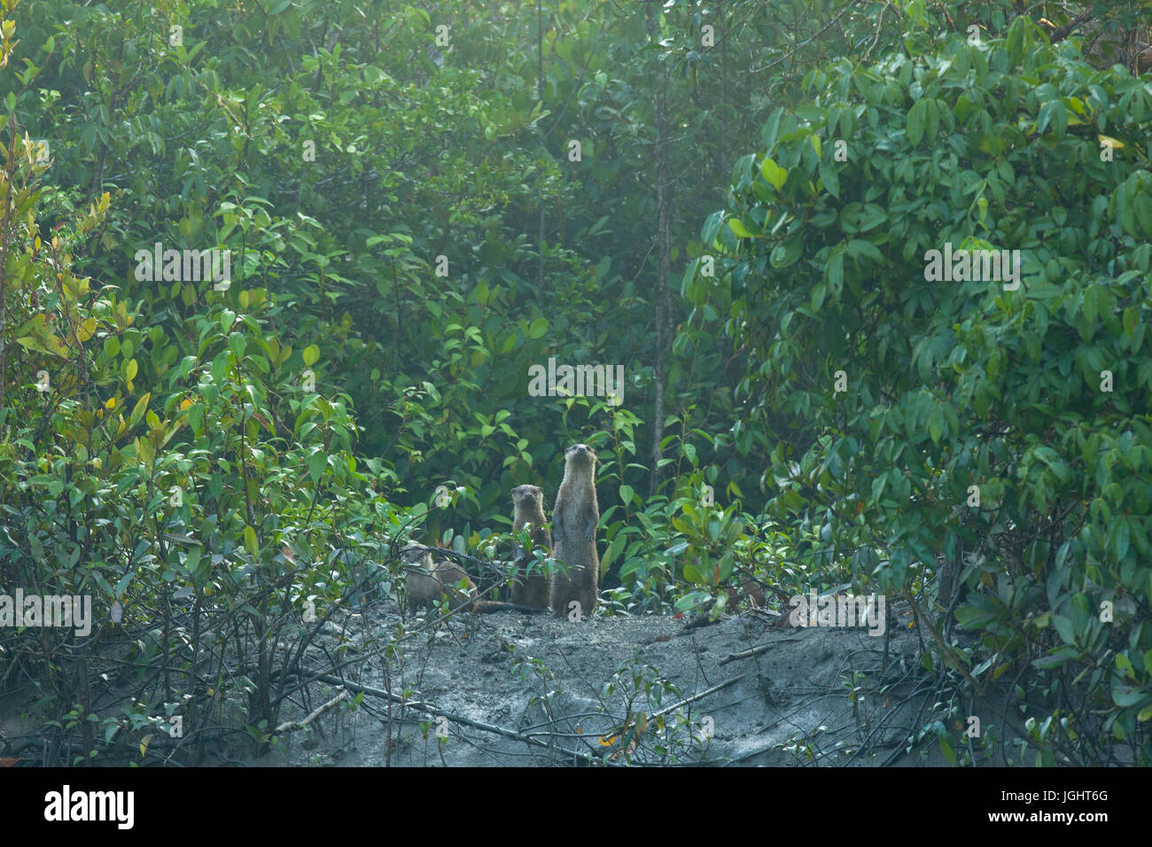 Otter localmente chiamato Udbiral presso la Sundarbans, un sito Patrimonio Mondiale dell'UNESCO e un santuario della fauna selvatica. Il litorale più grande foresta di mangrovie nel wor Foto Stock