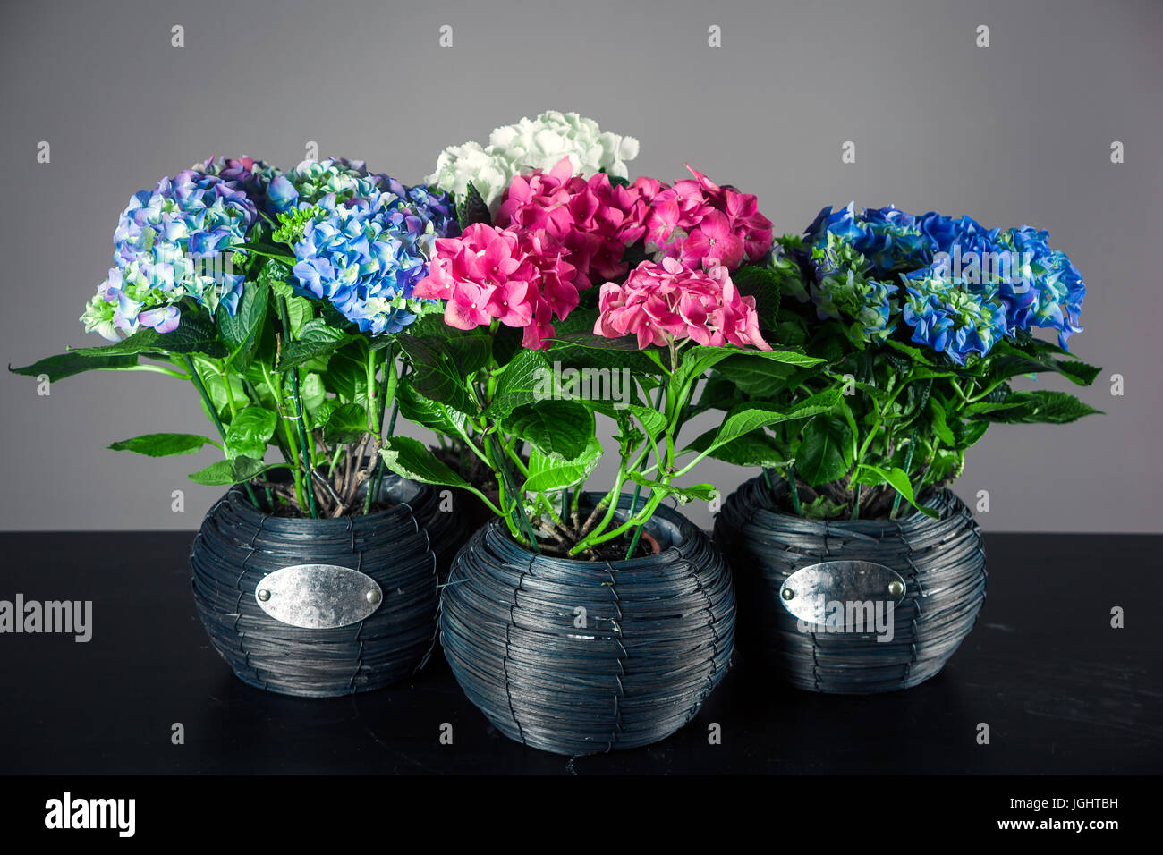 Mazzi Di Fiori Di Ortensie Quattro Vasi Con Ortensie Di Diversi Colori Su Sfondo Nero Foto Stock Alamy