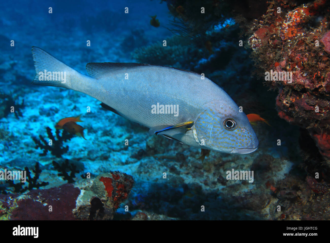 Goldspotted sweetlips pesce (Plectorhinchus flavomaculatus) e pulitore subacqueo di pesce in tropical Coral reef Oceano indiano Foto Stock