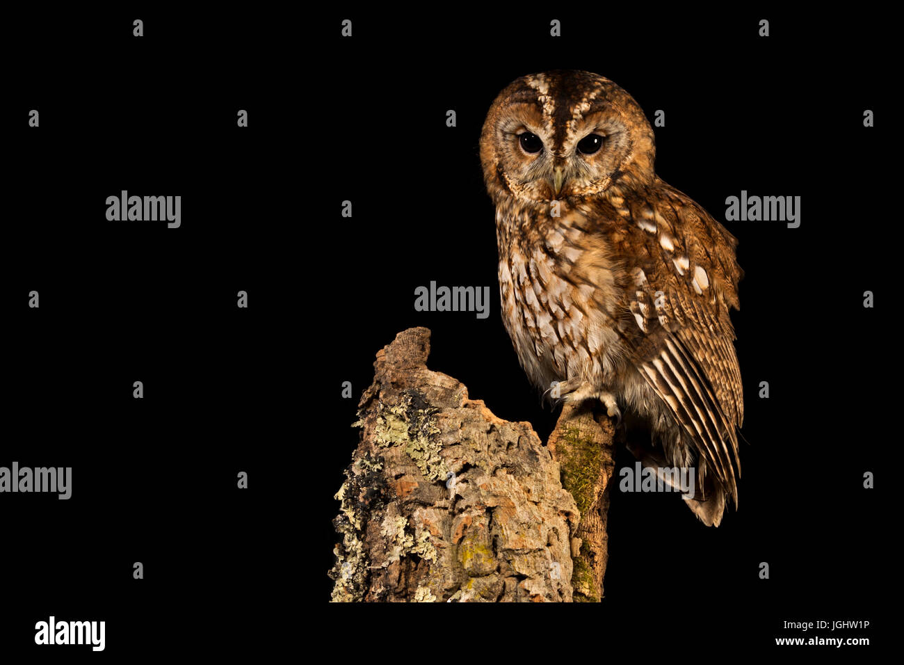 Rana Pomodorro in stagno con la riflessione Foto Stock