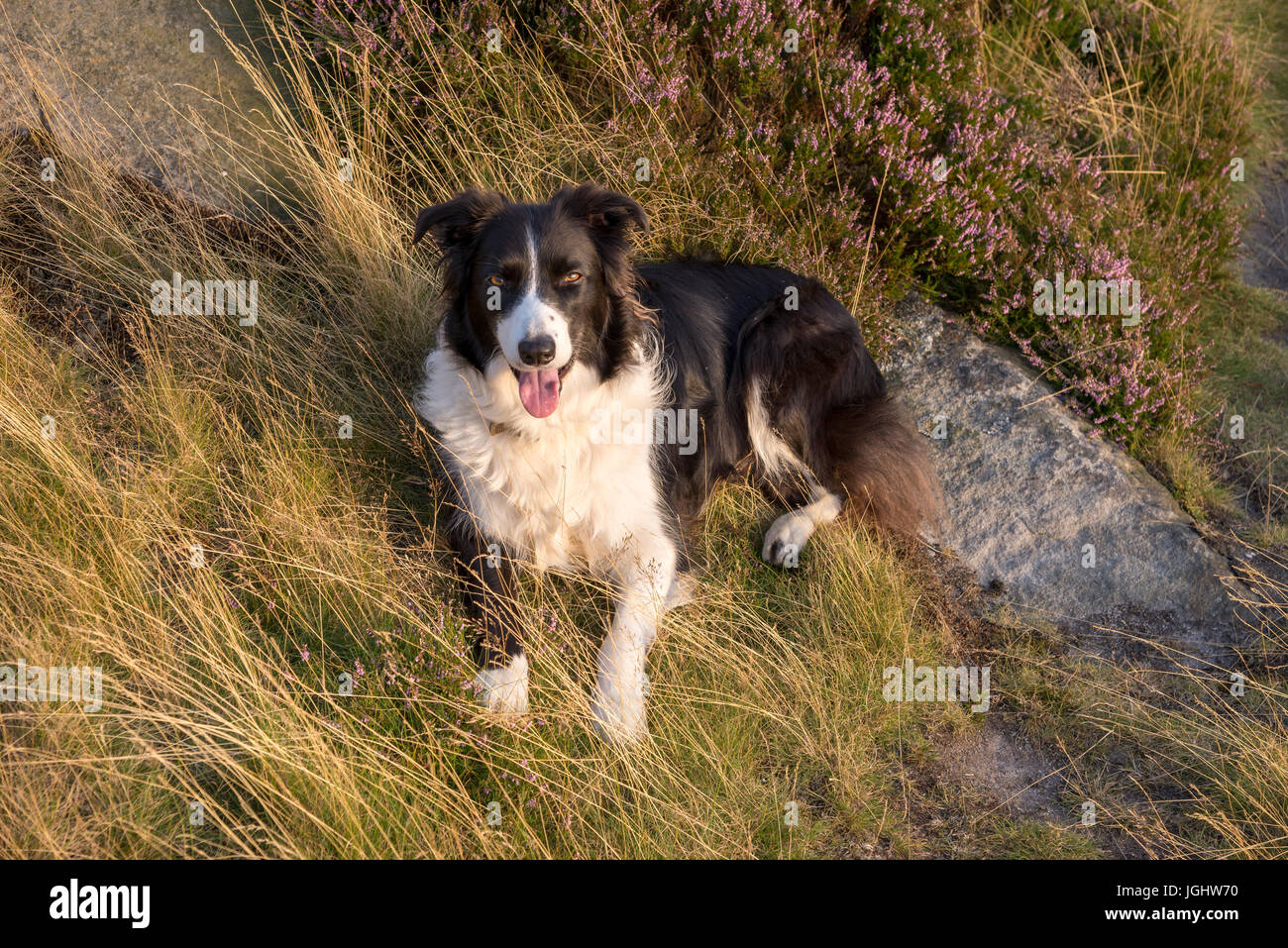 Border Collie godendo il sole caldo sul bordo Baslow in Peak District, Inghilterra. Foto Stock