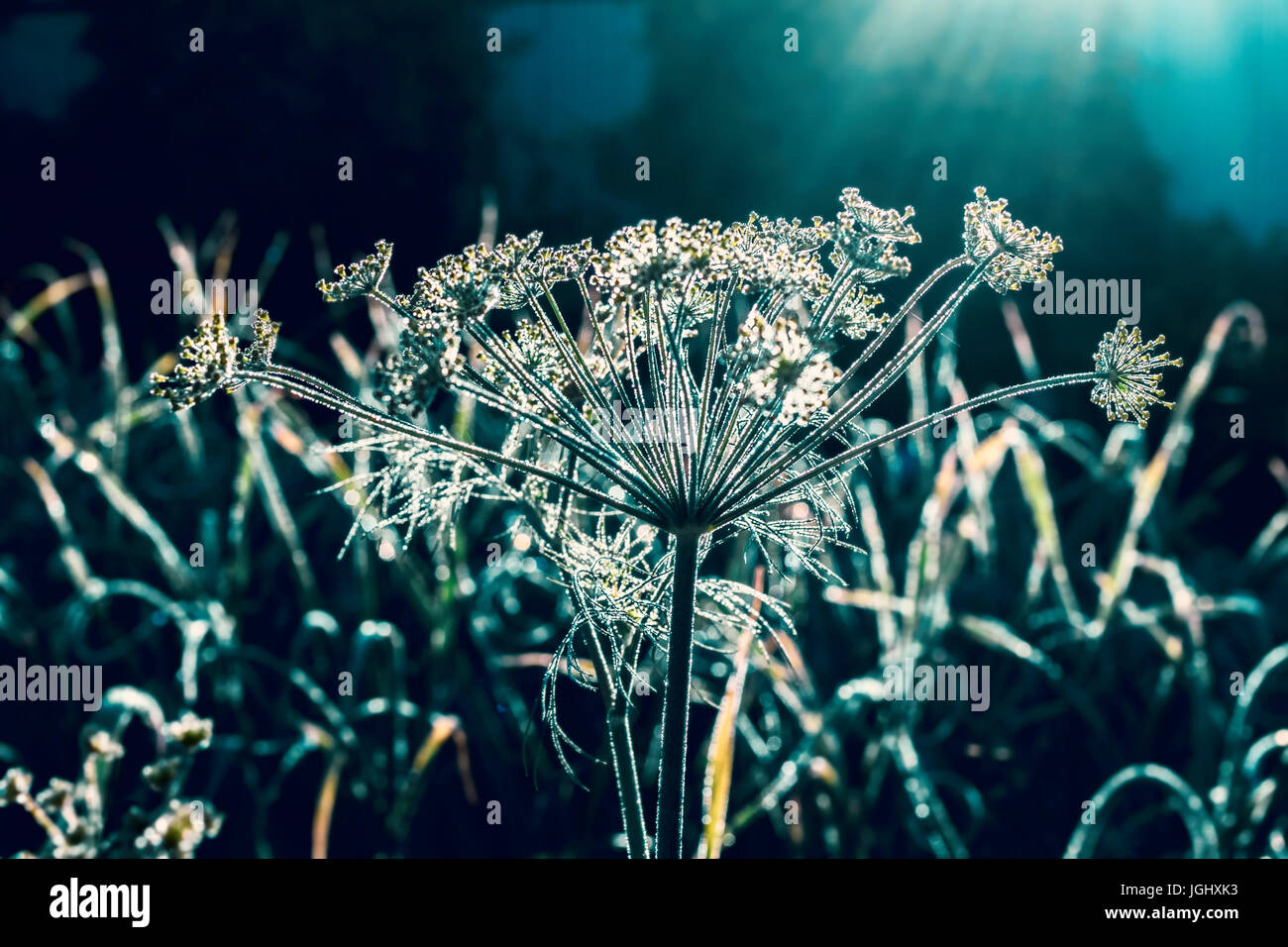 Splendido fiore di aneto all'alba in estate in toni di verde Foto Stock