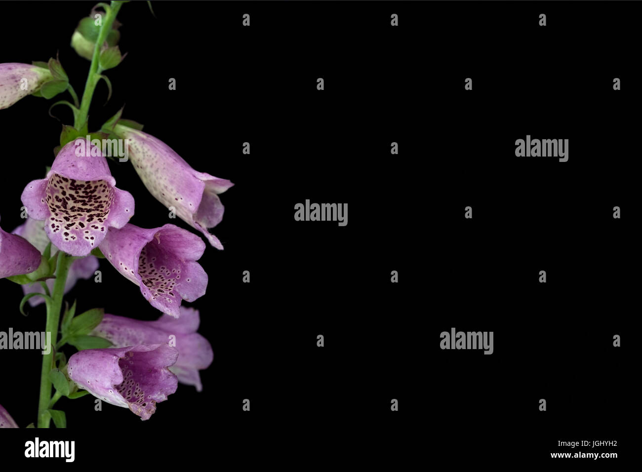 Vicino allo studio di un fiore Foxglove Foto Stock