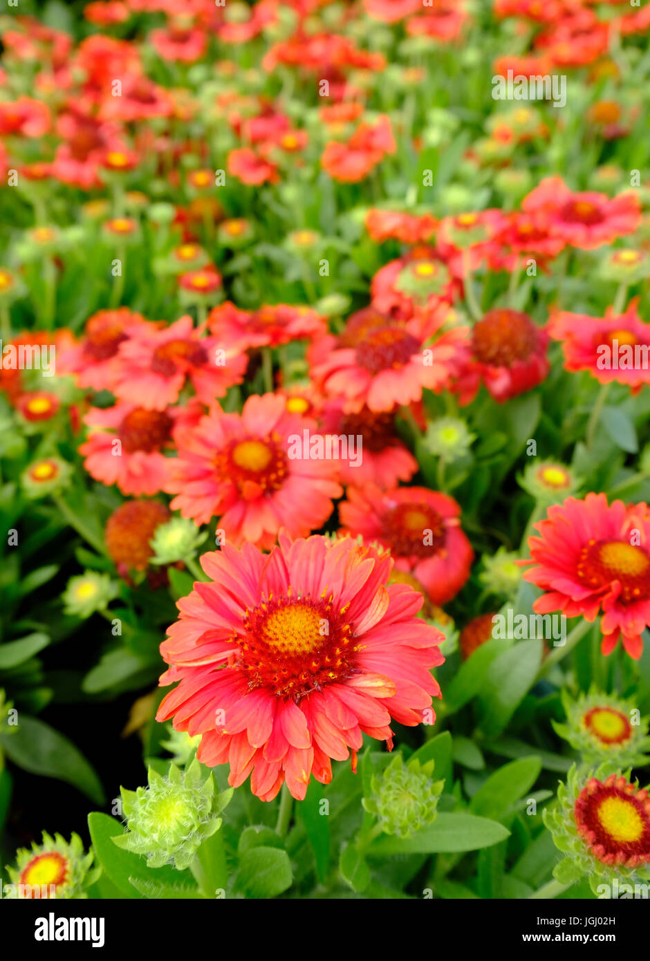 Color corallo Gaillardia "celebrazione' fiori Foto Stock