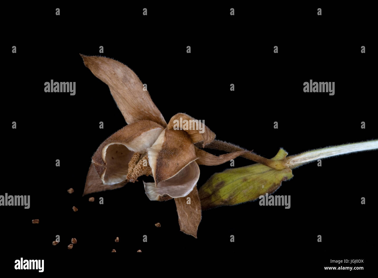 Vicino allo studio di un Foxglove seme head Foto Stock