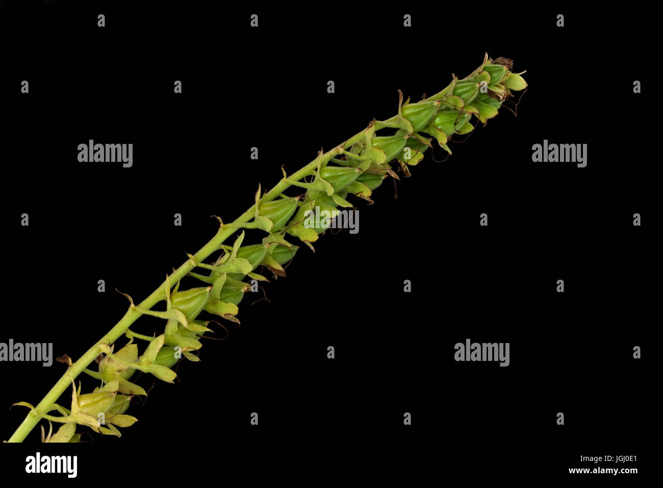 Vicino allo studio di un Foxglove seme head Foto Stock