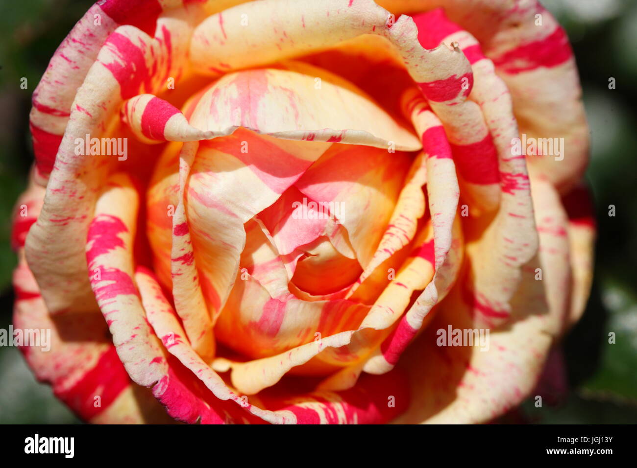 Rosa francese di profumo su un mercato dei fiori Foto Stock
