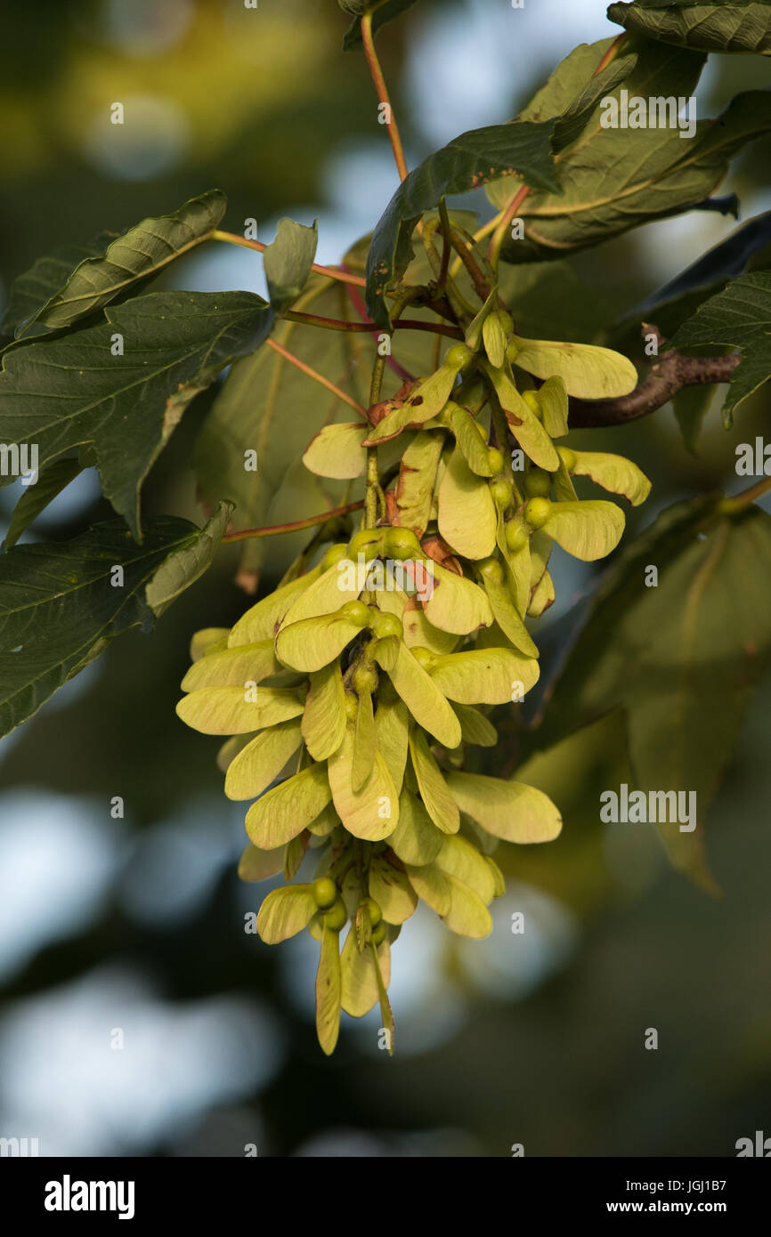 Semi di platano (Acer pseudoplatanus) Foto Stock