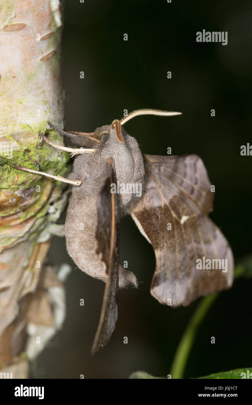 Il PIOPPO Hawkmoth (Laothoe populi) Foto Stock