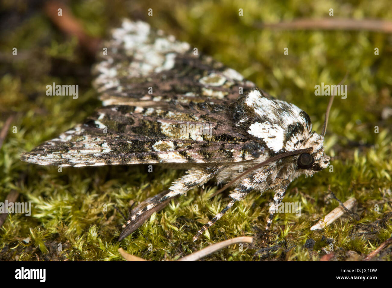 Coronet (Craniophora ligustri) moth Foto Stock