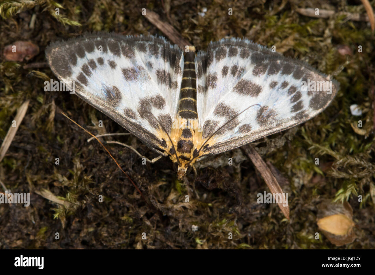 Piccola Gazza (Anania hortulata) moth Foto Stock