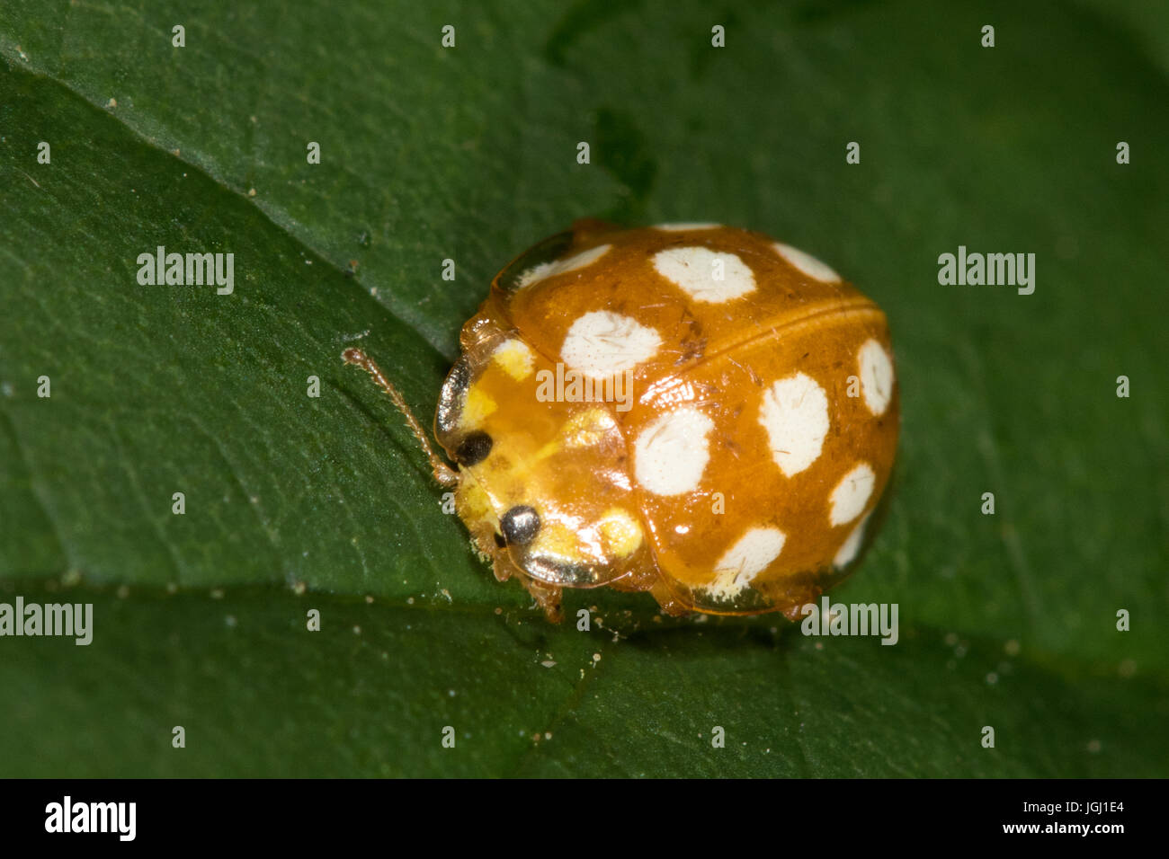 Arancione (Ladybird Halyzia sedecimguttata) Foto Stock