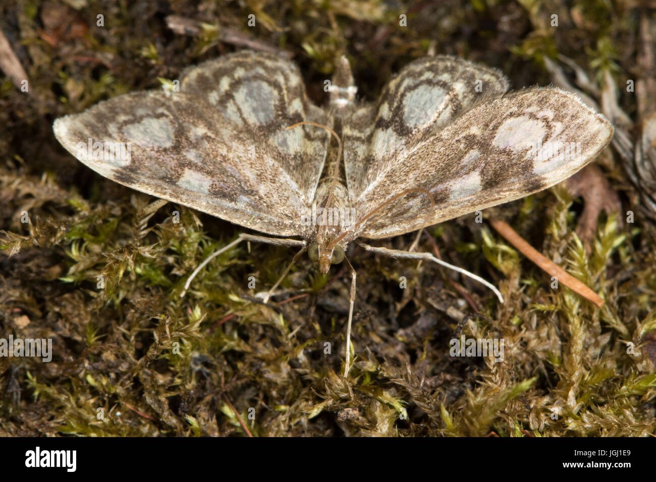 Anania coronata moth Foto Stock