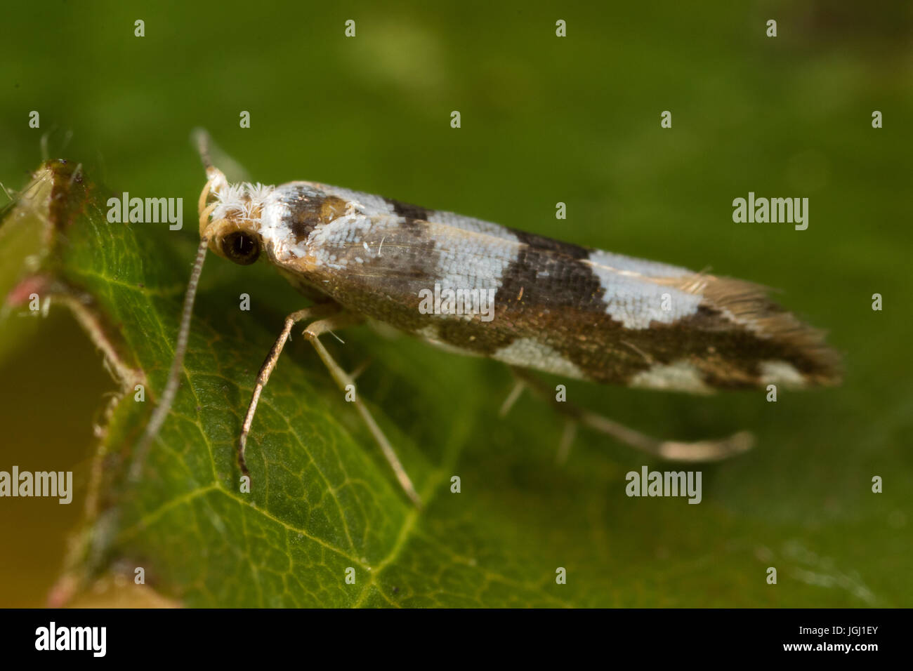 Argyresthia brockeella (oro-ribbon Argent) moth Foto Stock